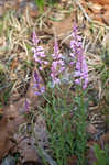 Racemed milkwort